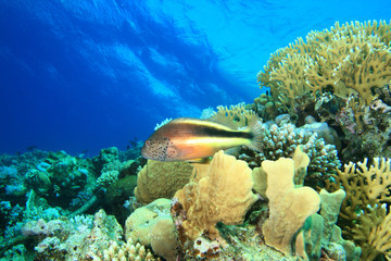 Freckled Hawkfish (Paracirrhites forsteri)