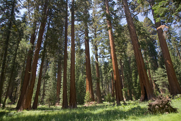 Obraz premium Sequoia National Park, Mammutbäume in der Giant Village Area