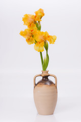 yellow iris