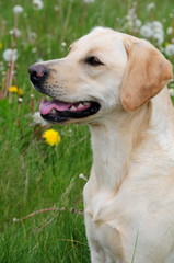 happy labrador