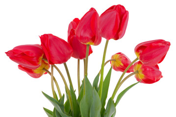bouquet of the fresh tulips isolated on white