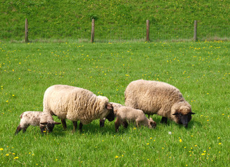 Fototapeta premium Schafe