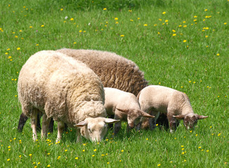 Schafe und Lämmer auf saftiger Wiese