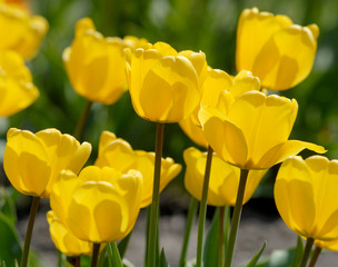 yellow tulip - Tulipa X Hybrida hort. Golden Oxford