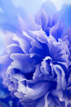 Fototapeta abstract blue flower background