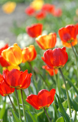 red tulip - Tulipa X Hybrida hort. Parade