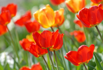 Obraz premium red tulip - Tulipa X Hybrida hort. Oxford