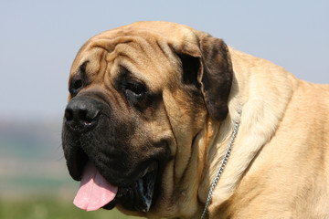 Fototapeta premium portrait de chien mastiff-bullmastiff de trois-quart