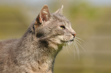 Fototapeta premium Katzenkopf