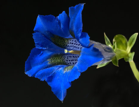 Fototapeta Enzian  Gentiana acaulis