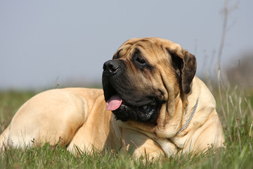 chien mastiff-bullmastiff de trois quart couché dans l'herbe