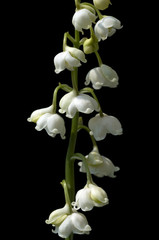 Maigloeckchen, Convallaria majalis
