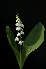 Maigloeckchen, Convallaria majalis