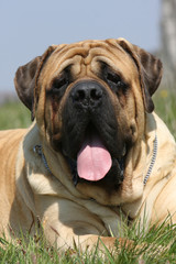 chien mastif de face couch&eacute; dans l'herbe gueule ouverte
