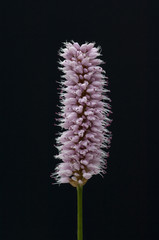 Schlangenknoeterich, Polygonum bistorta