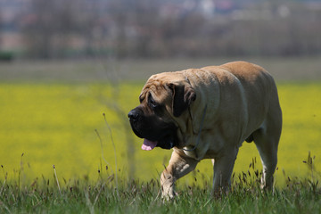 Obraz premium chien mastiff-bullmastiff de trois quarts marchant dans l'herbe