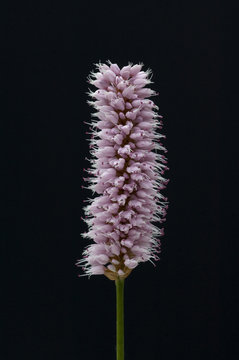 Schlangenknoeterich, Polygonum Bistorta