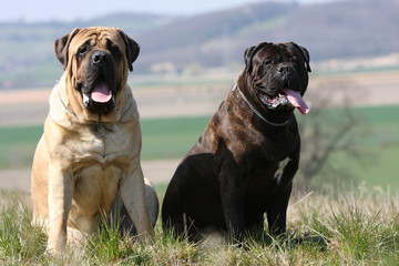 deux molosses assis dans l'herbe de face - entente amis