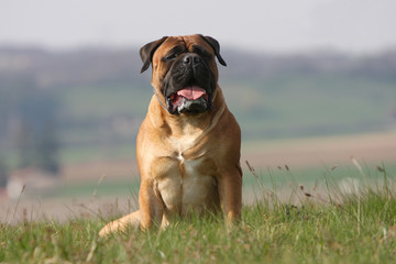 chien mastiff-bullmastiff de face assis dans l'herbe