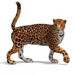 Big Cat Jaguar © Ralf Kraft