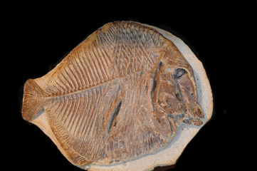 Lémanja palma poisson fossilisé