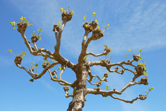 London Planetree Or Platanus X Acerifolia In Golden Gate Park