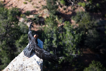 Geier  am Grand Canyon Village, markiert und überwacht