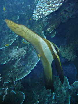 Poisson tropical Platax juv&eacute;nile