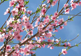 Pfirsichblüten - peach blossoms