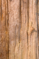 natural old bark