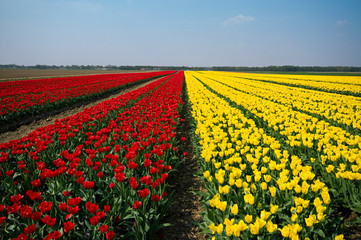 fields of tulips