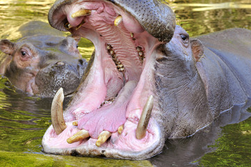 Hippopotame la gueule grande ouverte