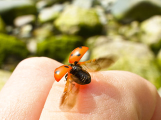 Ladybug starting to fly