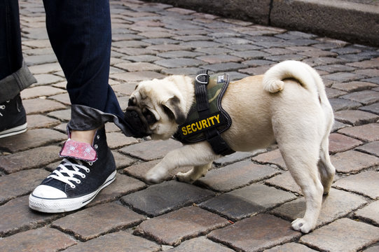 security dog