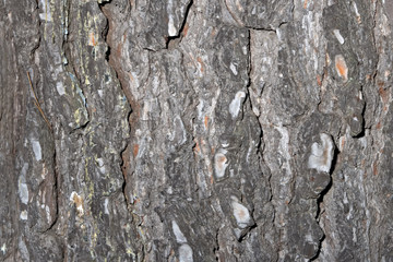 Old pine bark