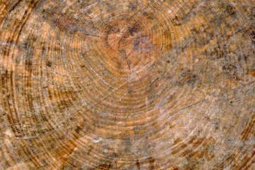 Wooden trunk cut as texture
