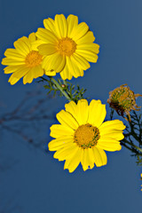 Yellow daisy against blue sky