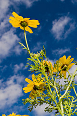 Yellow daisy against blue sky