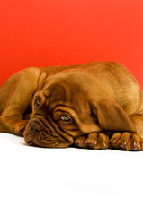 Dogue De Bordeaux puppy isolated on a red background