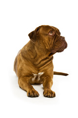 Dogue De Bordeaux isolated on a white background