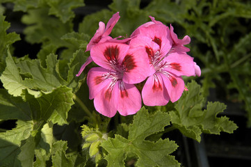 Blumen, Duftpelargonien