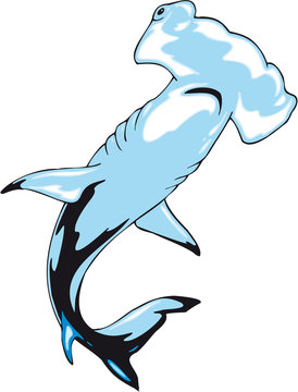 Hammerhai