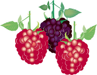 Himbeeren