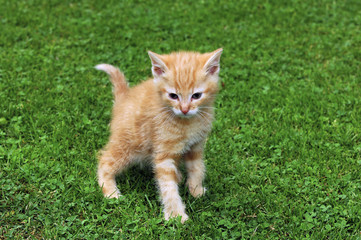 Katze, Kater