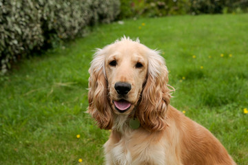 cocker spaniel