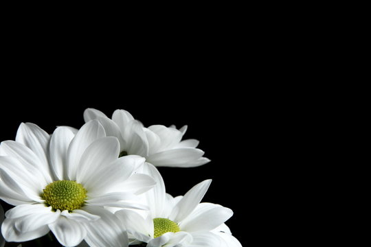 Beautiful white chrysanthemum on black background