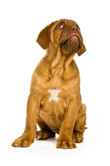 Dogue De Bordeaux puppy isolated on a white background