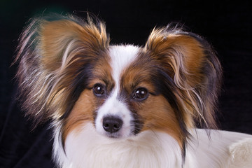 Papillon dog