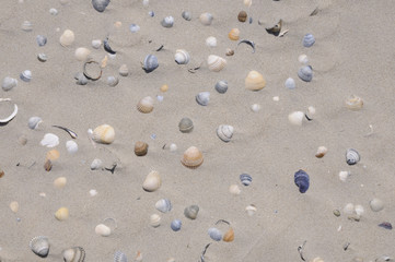 Muscheln an einem Sandstrand