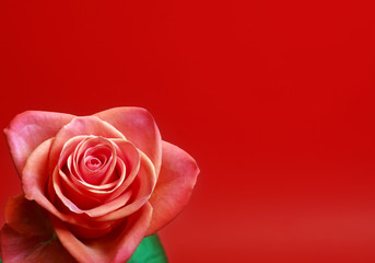 red rose on red background